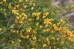 Bossiaea linophylla