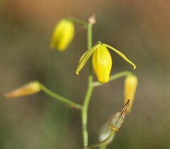 Albuca shawii
