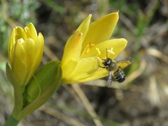 Zephyranthes gilliesiana
