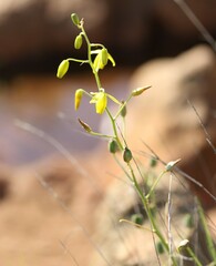 Albuca shawii