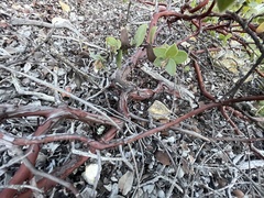 Arctostaphylos osoensis