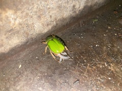 Brachysternus spectabilis