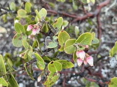 Arctostaphylos osoensis