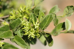 Vangueria macrocalyx