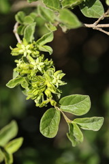 Vangueria macrocalyx