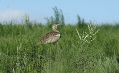 Lissotis melanogaster