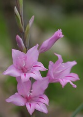 Gladiolus scabridus