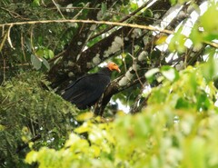Cathartes melambrotus