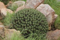 Euphorbia pulvinata