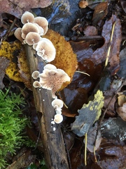 Crepidotus