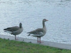 Anser anser anser