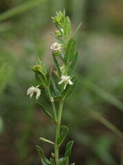Brachystelma franksiae