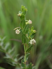 Brachystelma franksiae