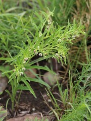 Brachystelma franksiae