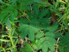 Mimoseae