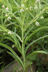 Brachystelma franksiae