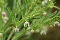 Brachystelma franksiae