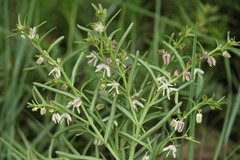 Brachystelma franksiae