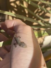 Hemidactylus frenatus