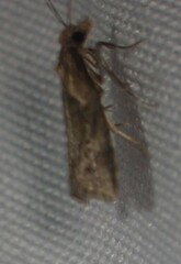 Phtheochroa