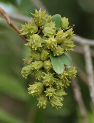 Pterocelastrus echinatus