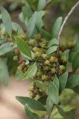 Pterocelastrus echinatus