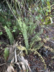 Nephrolepis biserrata