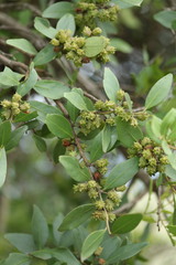 Pterocelastrus echinatus