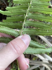 Nephrolepis biserrata