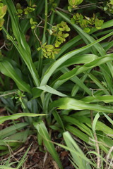 Chlorophytum bowkeri