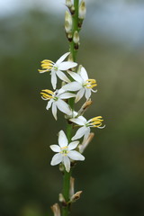 Chlorophytum bowkeri