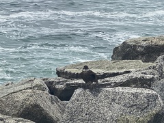 Cinclodes nigrofumosus