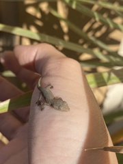 Hemidactylus frenatus