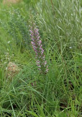 Brachycorythis pubescens