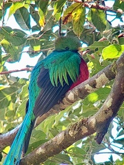 Pharomachrus mocinno