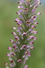 Brachycorythis pubescens