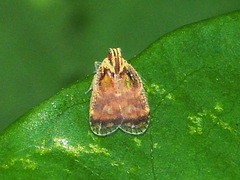 Bothriocera
