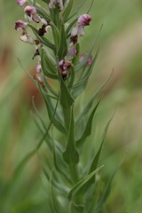 Brachycorythis pubescens