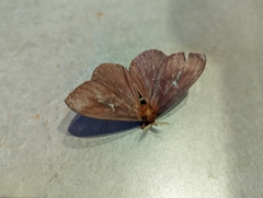 Cerodirphia apunctata