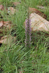 Brachycorythis pubescens