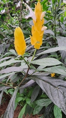 Pachystachys lutea