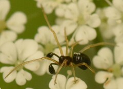 Neottiura bimaculata