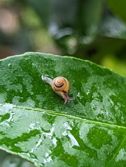 Coneuplecta calculosa