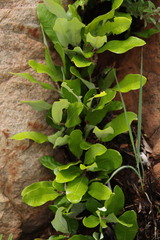 Parinari capensis capensis