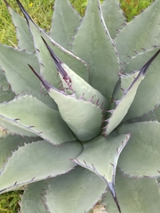 Agave flexispina