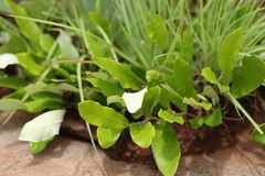 Parinari capensis capensis