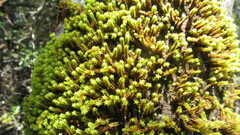 Zygodon pentastichus