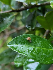 Coneuplecta calculosa