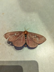 Cerodirphia apunctata