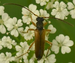 Alosterna tabacicolor
